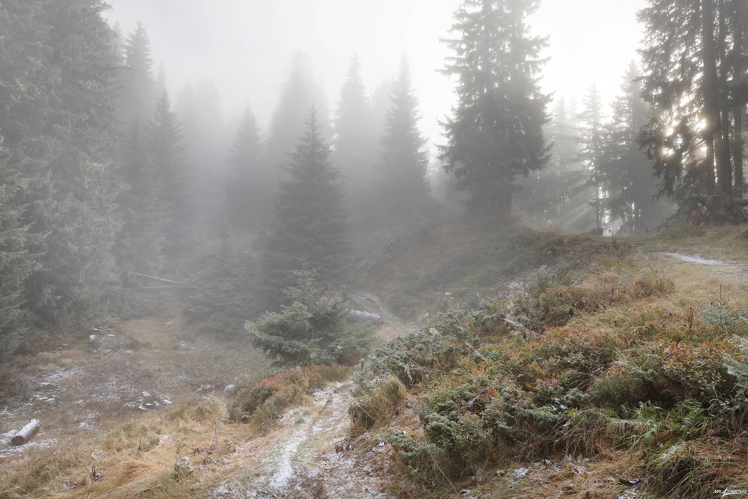 swiss, Матвеев Николай