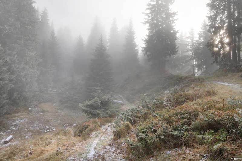 swiss Предзимье фото превью