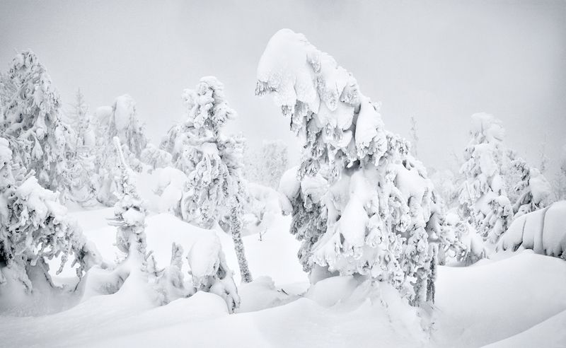 ...Белые сны Аргыджека... фото превью