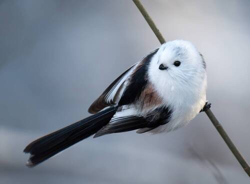 Перпендикуляр 