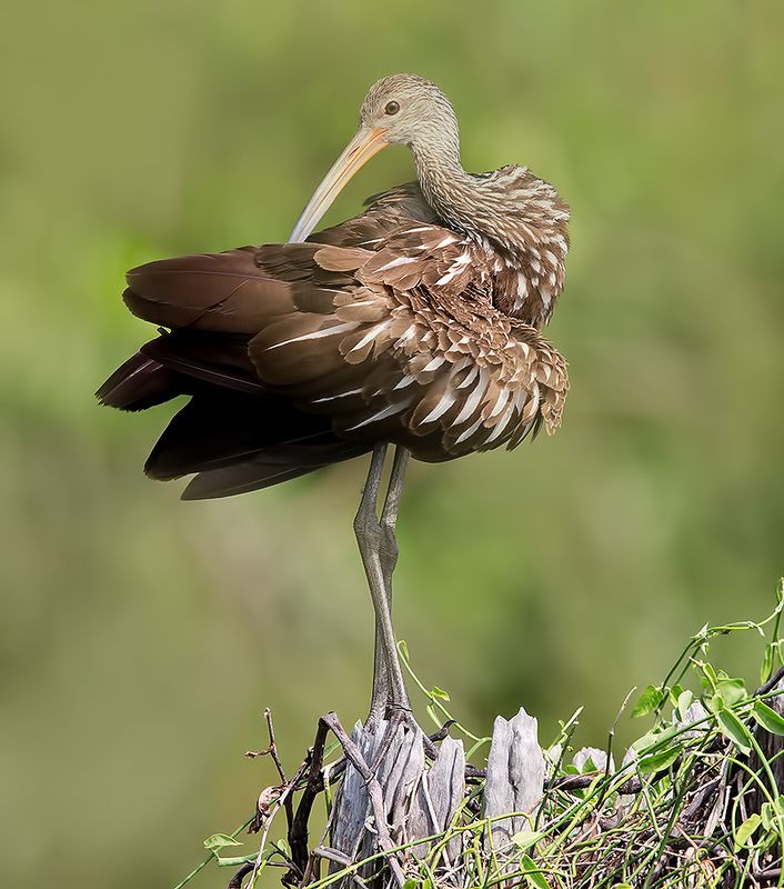 limpkin, пастушковый журавль, журавль, florida,флорида Limpkin - пастушковый Журавль фото превью
