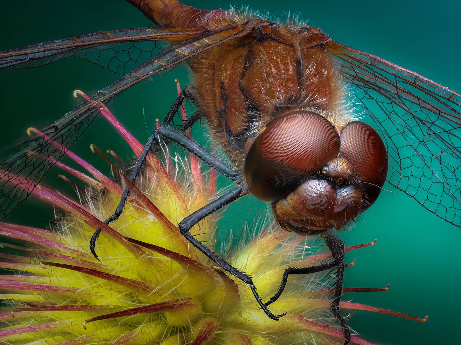 , Олег Савицкий