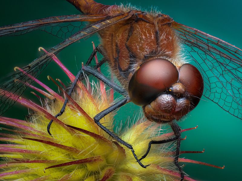 фото превью