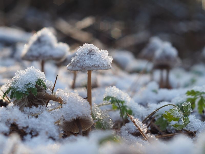 Грибная тема (Мицена какая-то. Замерзшая наверное) фото превью