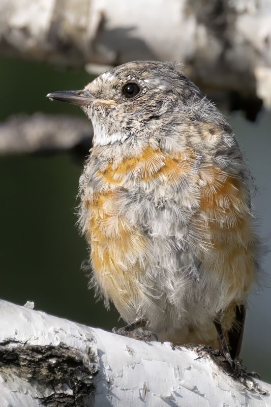 птицы, горихвостка Юная горихвостка фото превью