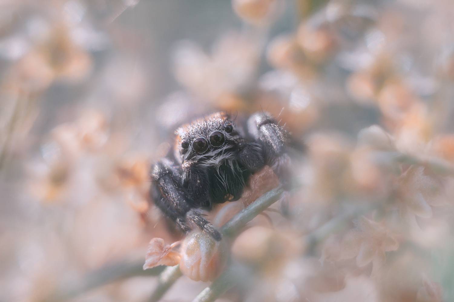 лето, природа, паук скакунчик, Алёна Сурнина