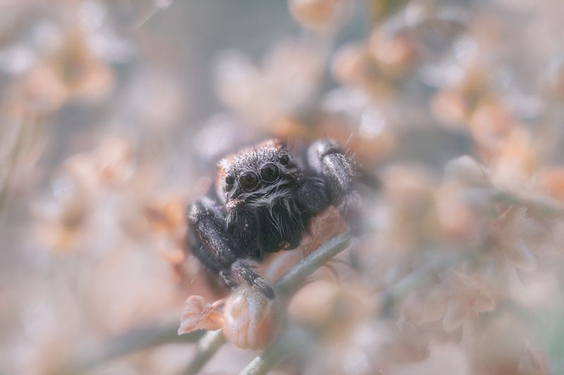 Один раз в год сады цветут фото превью