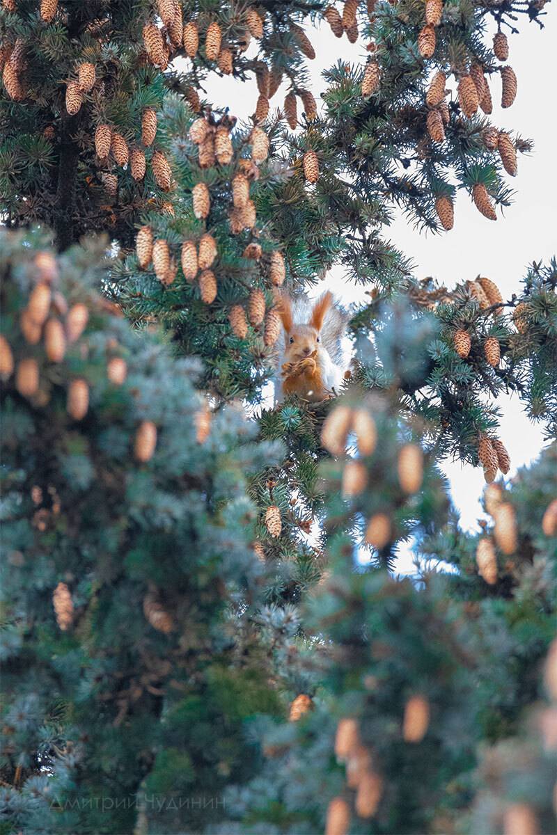 , Чудинин Дмитрий