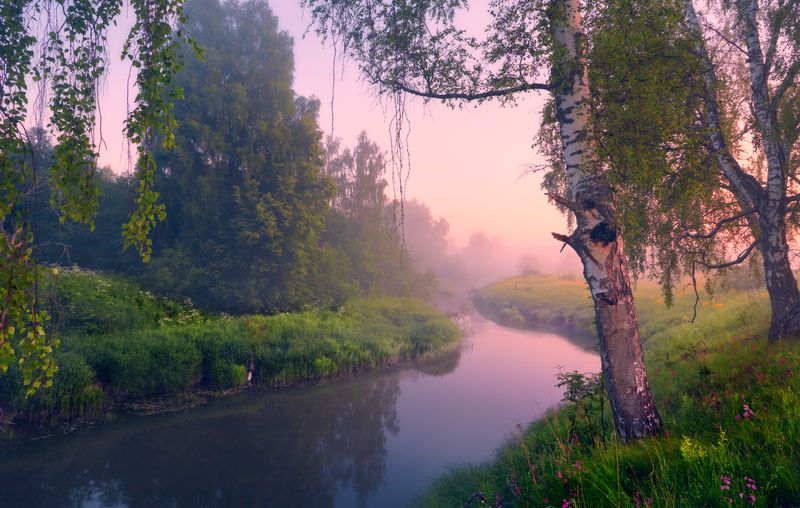 Берёзовые пряди  ... фото превью