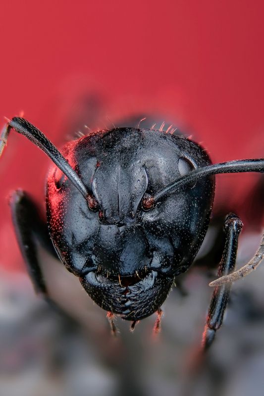 #макросъёмка #макромир #макрофото #макросъемканасекомых #макро_насекомые #мирнасекомых #насекомые #жуки #бабочки #энтомология #природа #фауна #красотаприроды #фото_насекомых #фотоприроды #природавокруг #увеличение #ультрамакро #интересныенасекомые #подпри Мураш фото превью