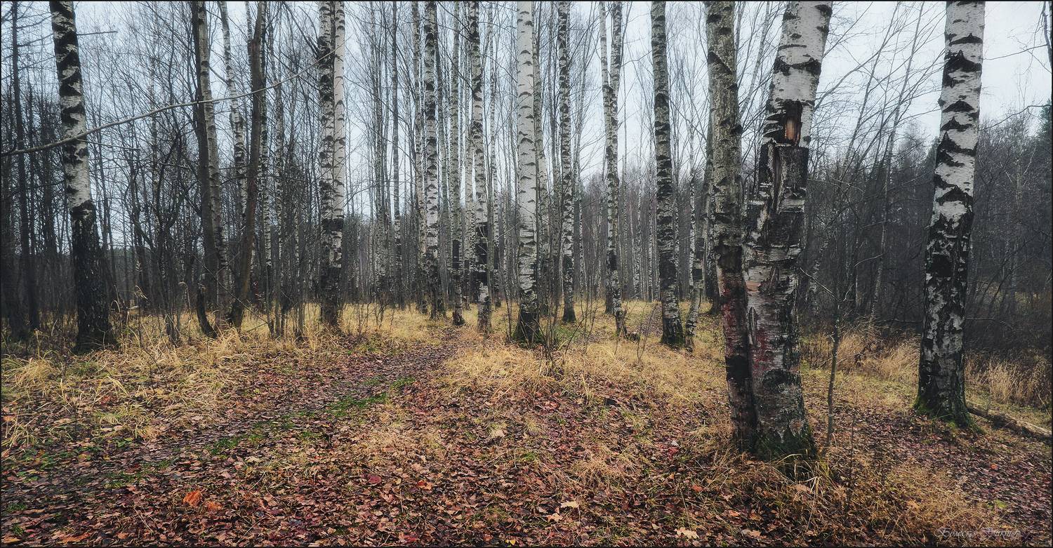 , Болеско Виктор