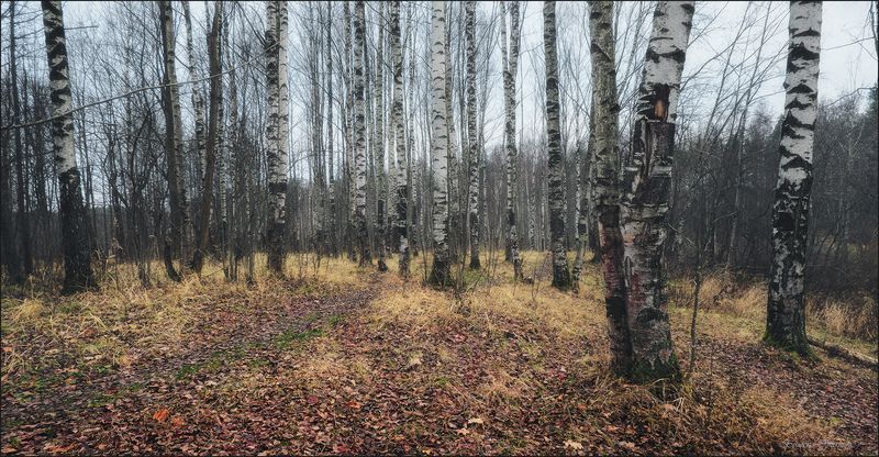 Предзимье фото превью