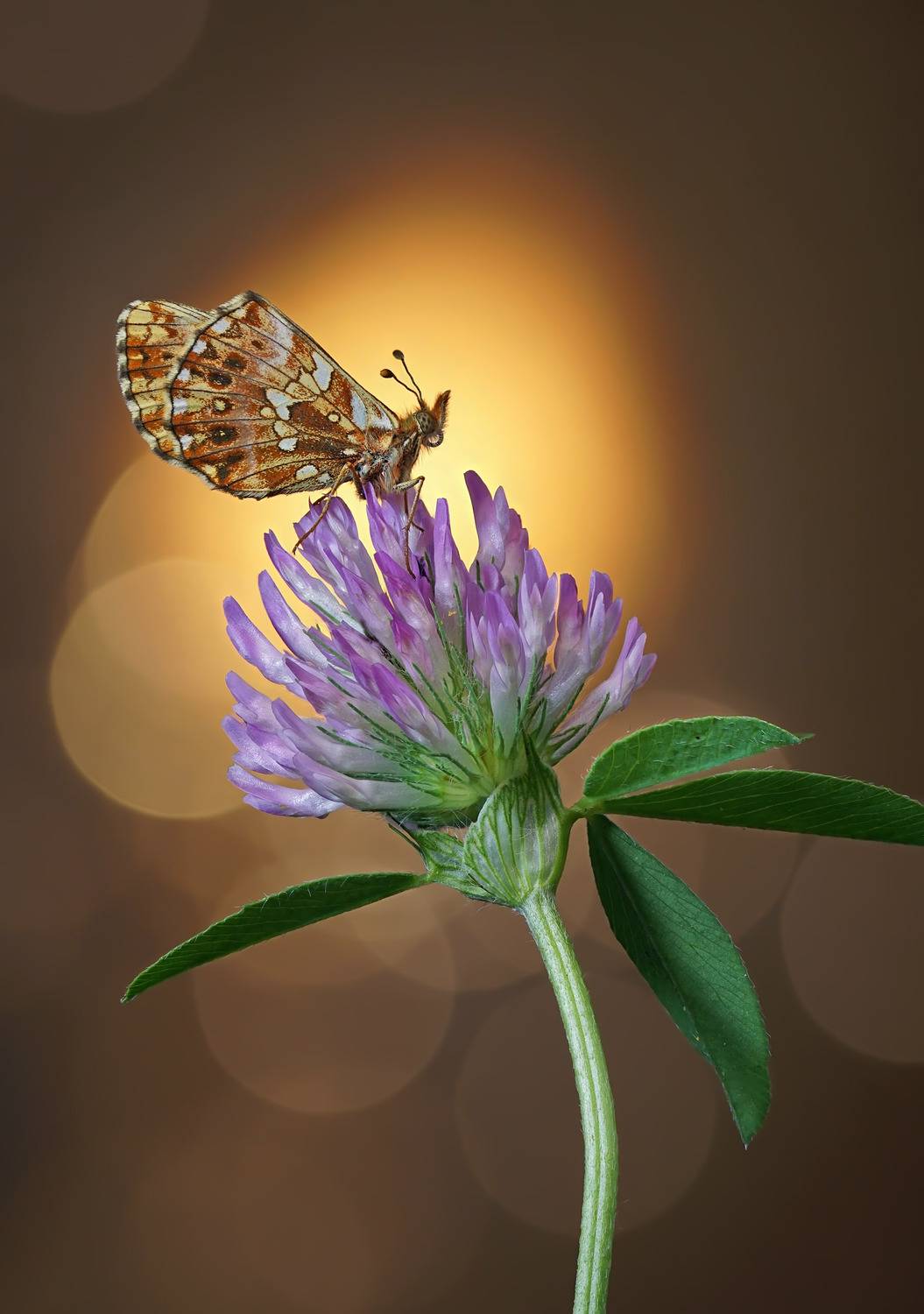 Бабочка, боке, Чепленко Алексей