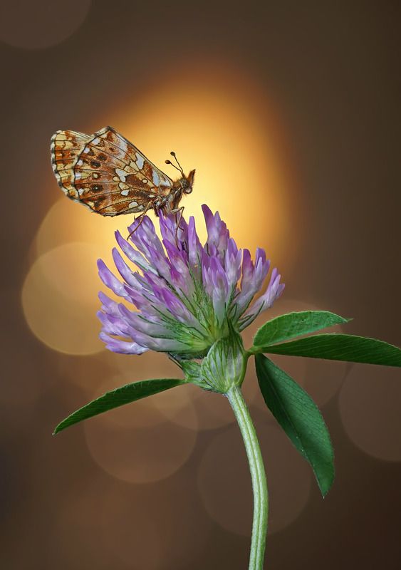 *** фото превью