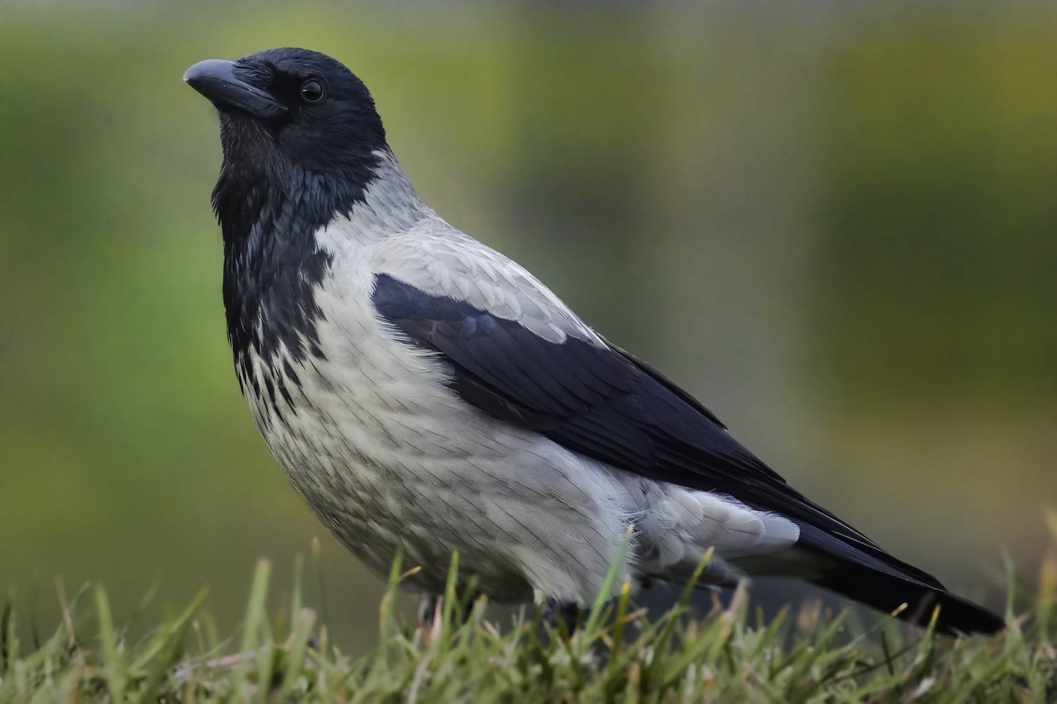 серая ворона, hooded crow, Corvus cornix, птица, дикая природа, crow, corvid, птицы России, birdwatching, nature, wildlife photography, close-up bird, Полина Шальнева