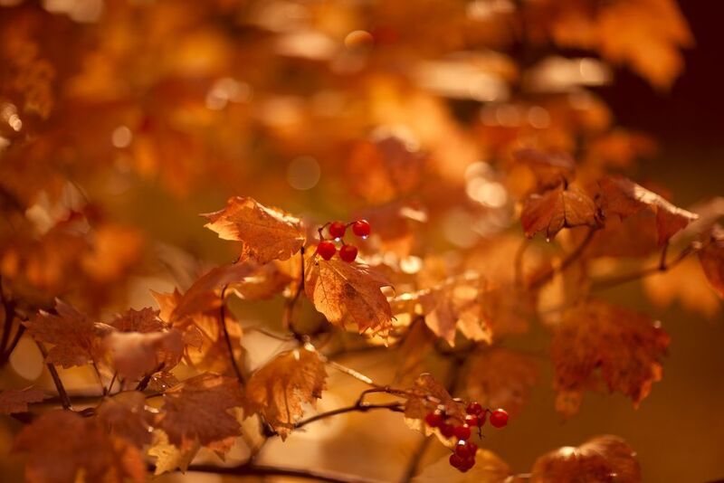 Золотая осень фото превью