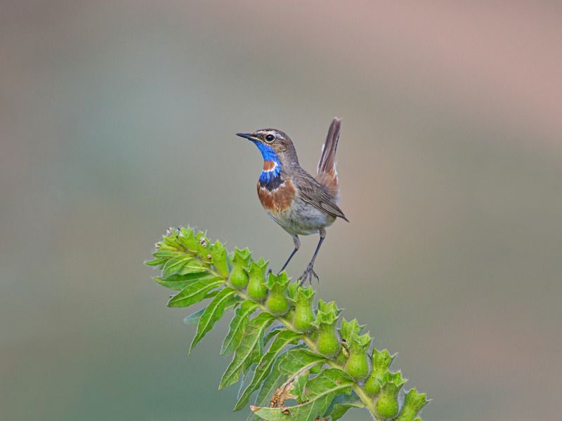 варакушка, luscinia svecica, белена чёрная, hyoscyamus niger, Белены объелся фото превью