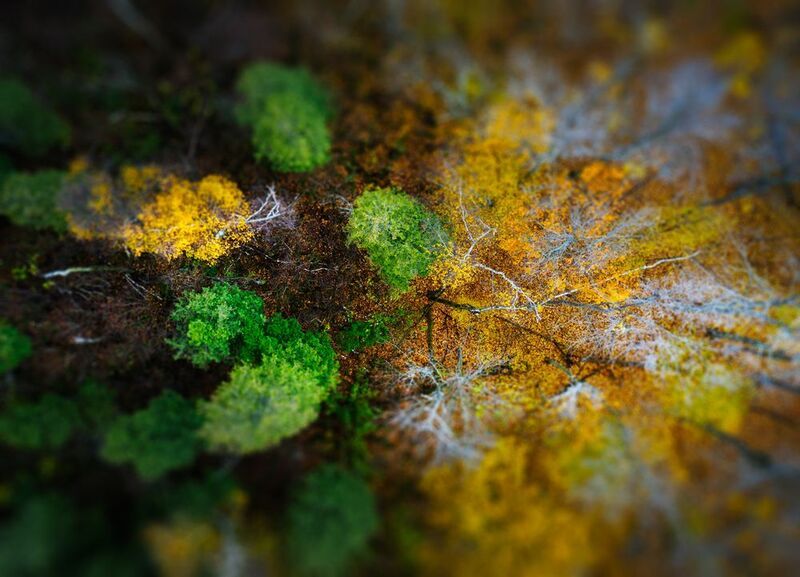 canada, oliage, forest, differentspeciest, lush, aerial, conservationarea, nature, ontario, wild, colors, autumn, yellow, dance, divided, forestsofcanada, dronephotography, forestinfall, goldenforest, autumnforest, yellowforest, naturalcolors, birdsview,  Colorful dance фото превью