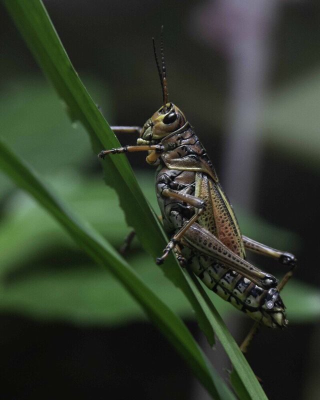Grasshopper фото превью