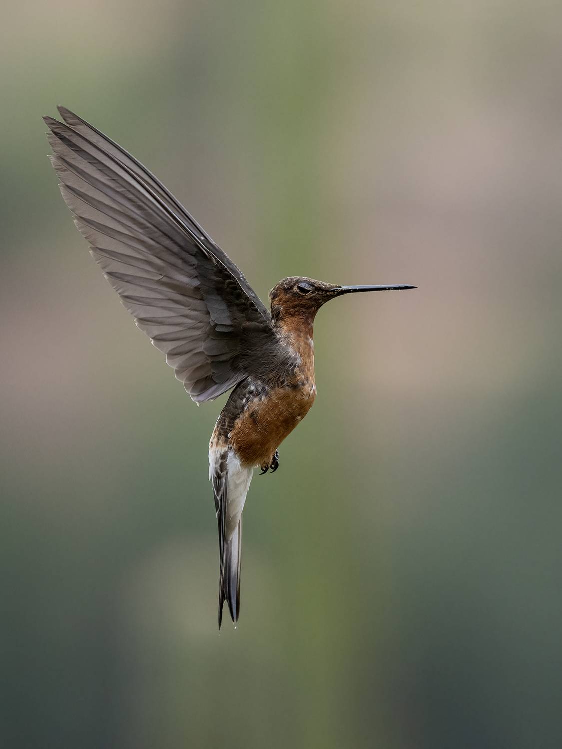 , Fernando Burgalin Sequeira