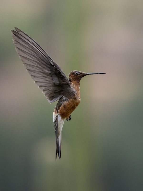 Giant hummingbird фото превью