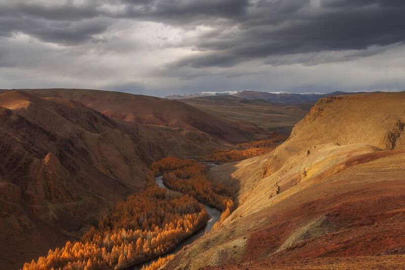 Кокоря фото превью