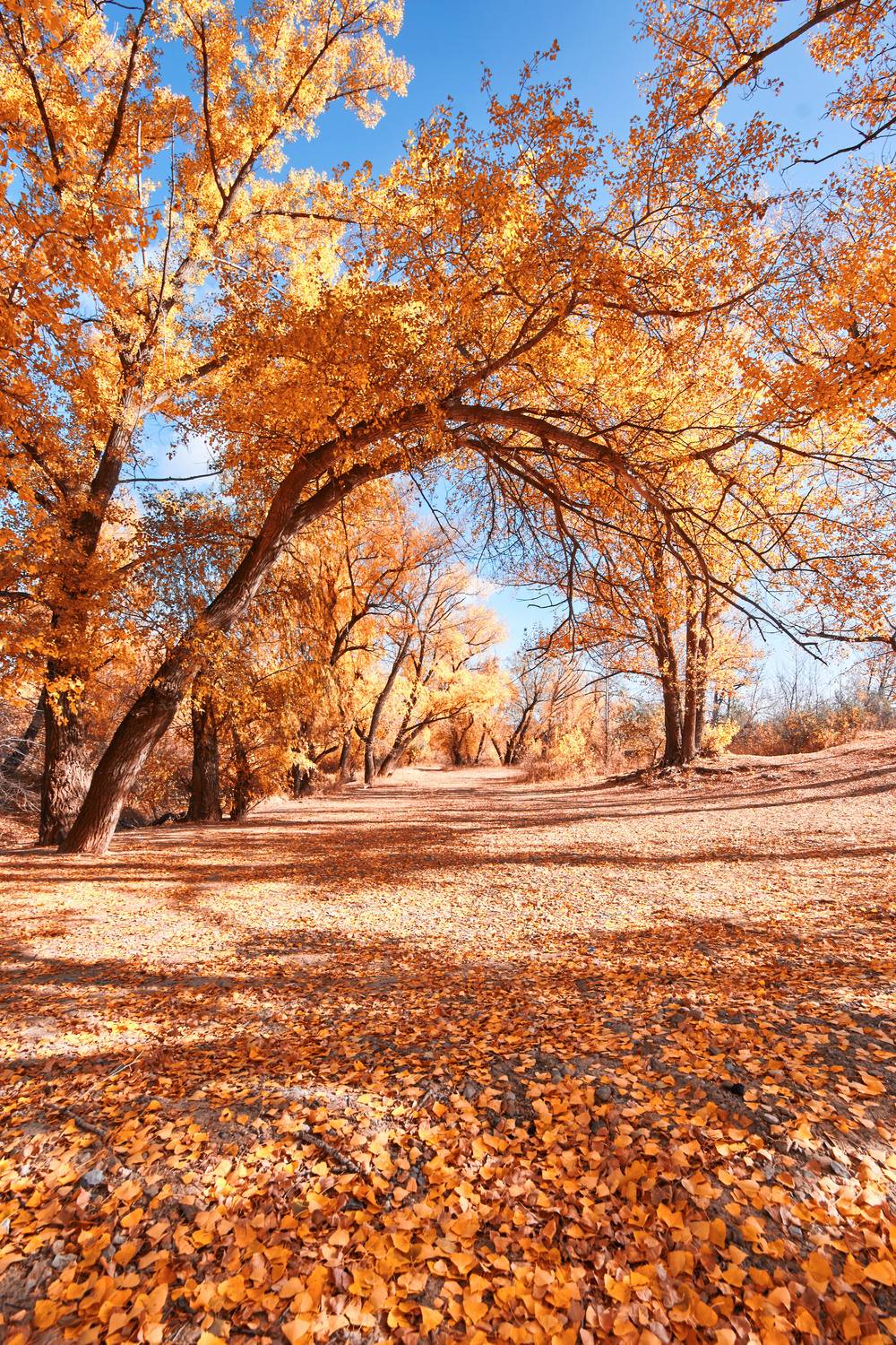 осень, волгоград, , Павел Сторчилов