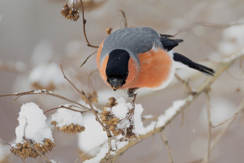 снегирь, птицы  фото превью