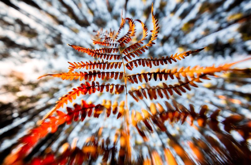 fern, nature, forest, leaf Old fern фото превью