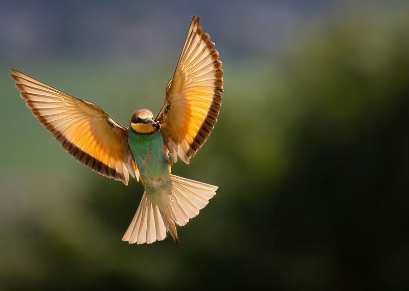 Bee-eater фото превью