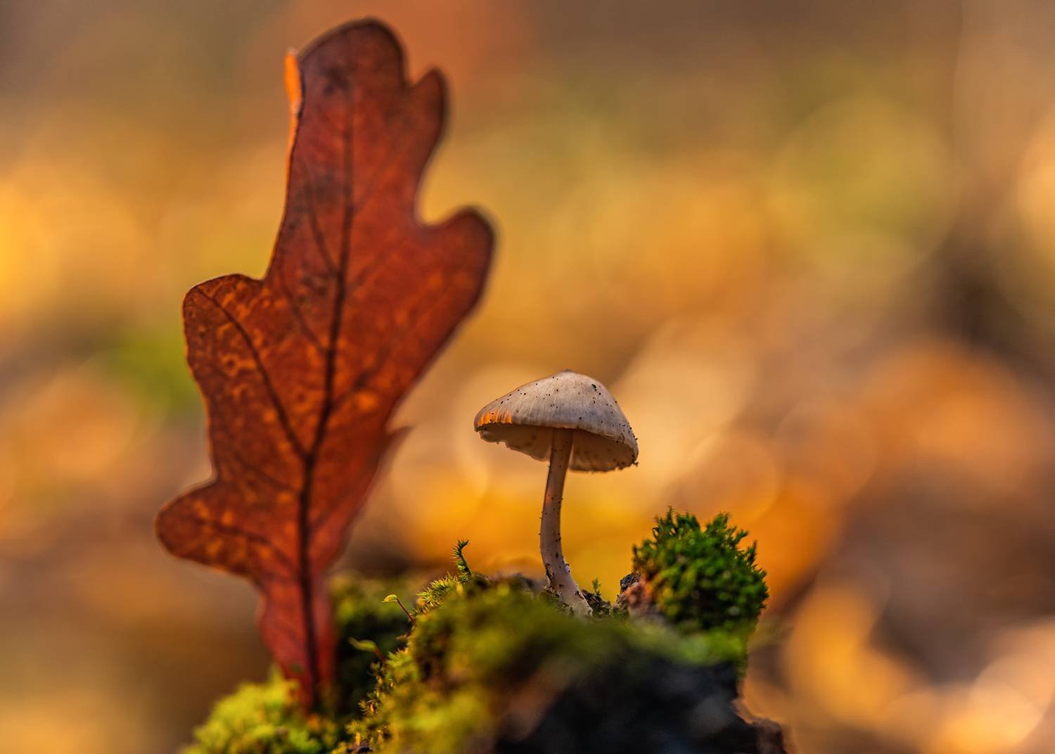 осень, лес, макро, грибы, Рябов Игорь