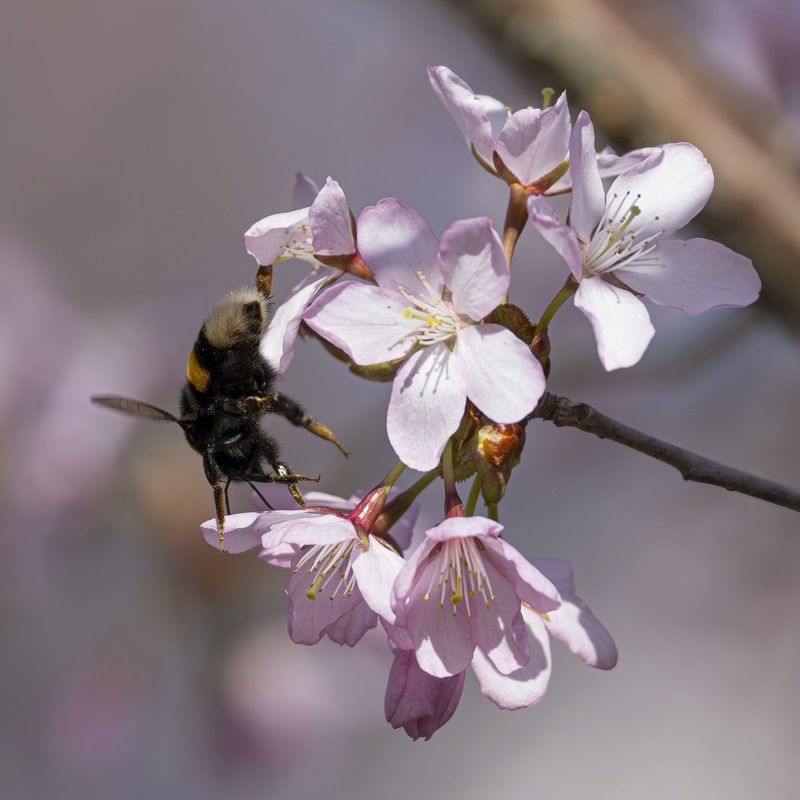 сакура, весна, шмель, цветущая сакура Весенняя сакура фото превью
