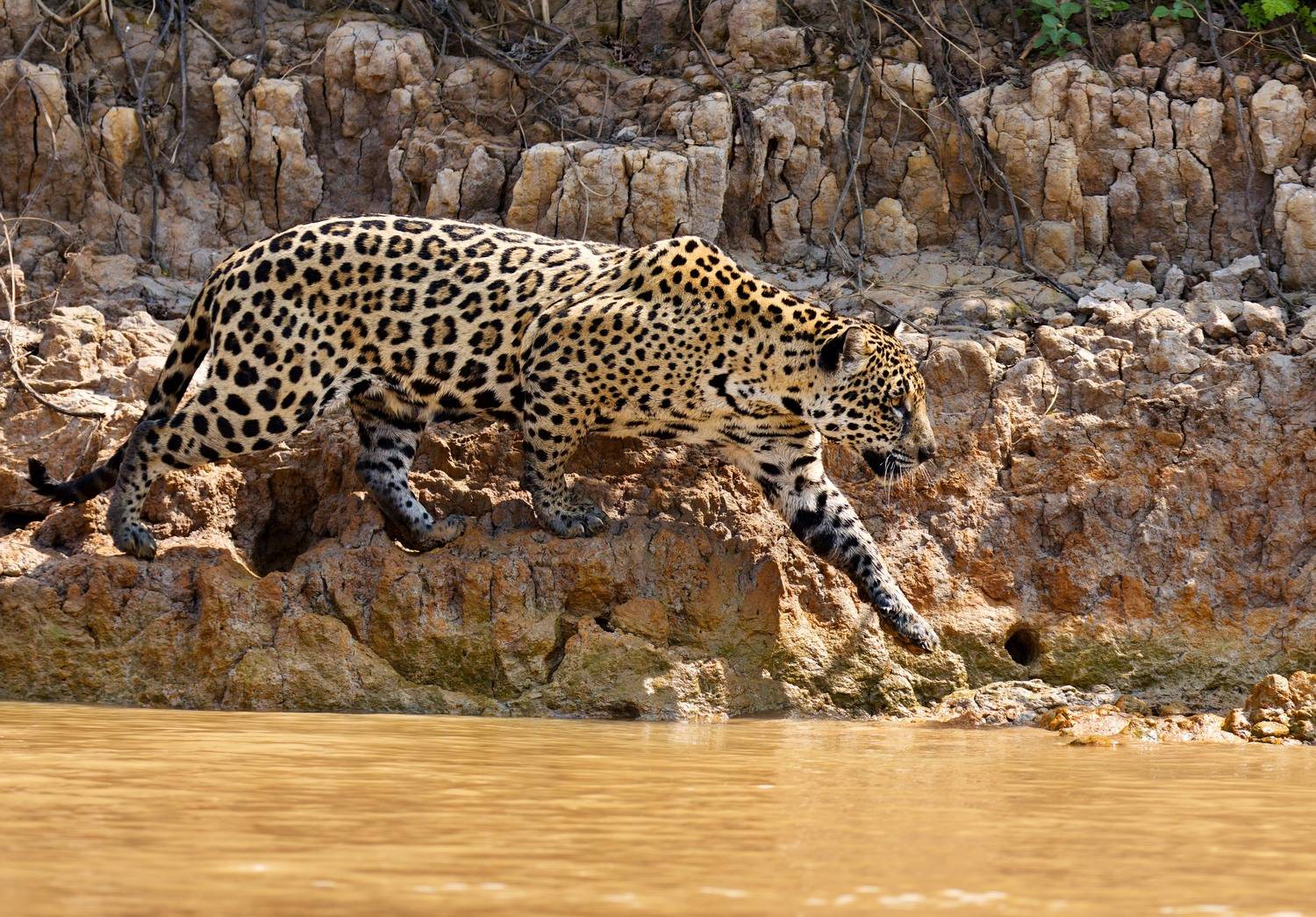 , Игорь Щербаков
