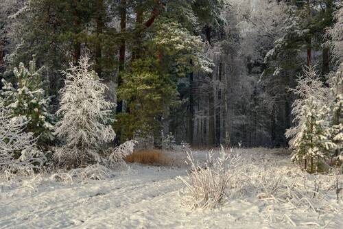 На опушке. Первый снег.