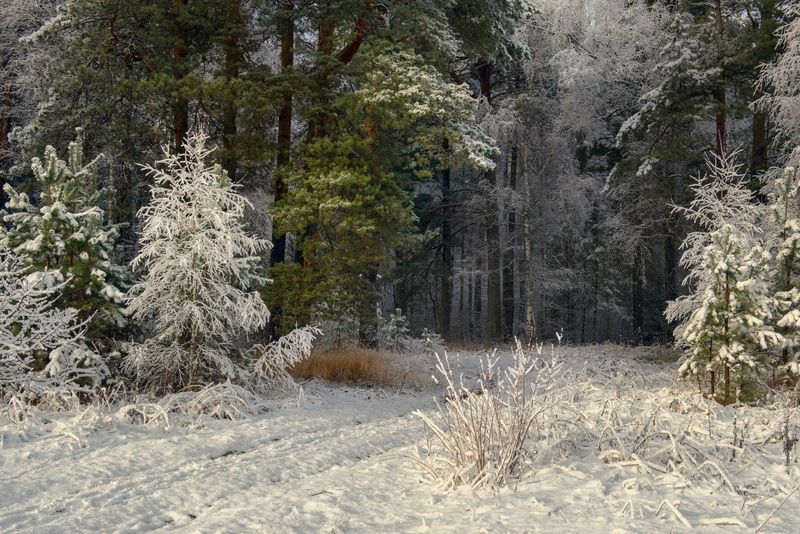 На опушке. Первый снег. фото превью
