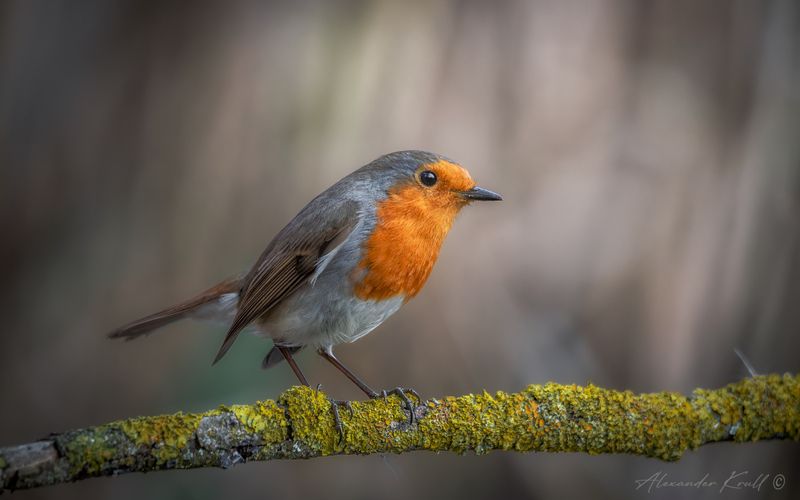 зарянка, малиновка, erithacus rubecula Красотуля фото превью