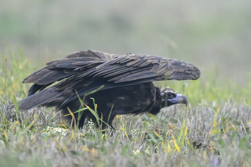 Пора сваливать фото превью