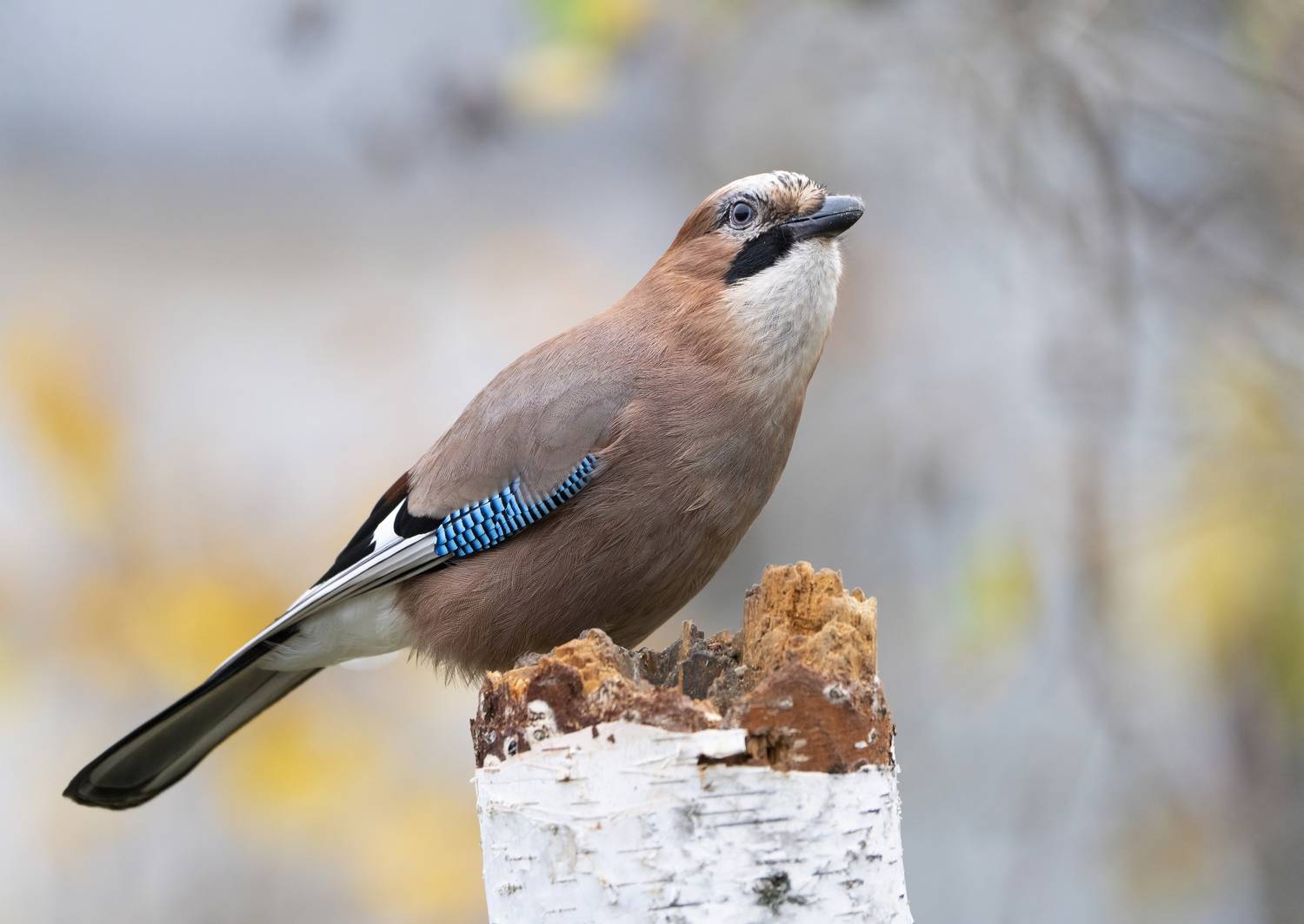 птицы,природа, осень, Андрей Киселёв