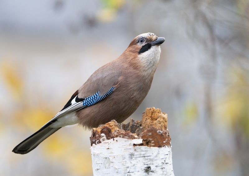 птицы,природа, осень Сойка фото превью