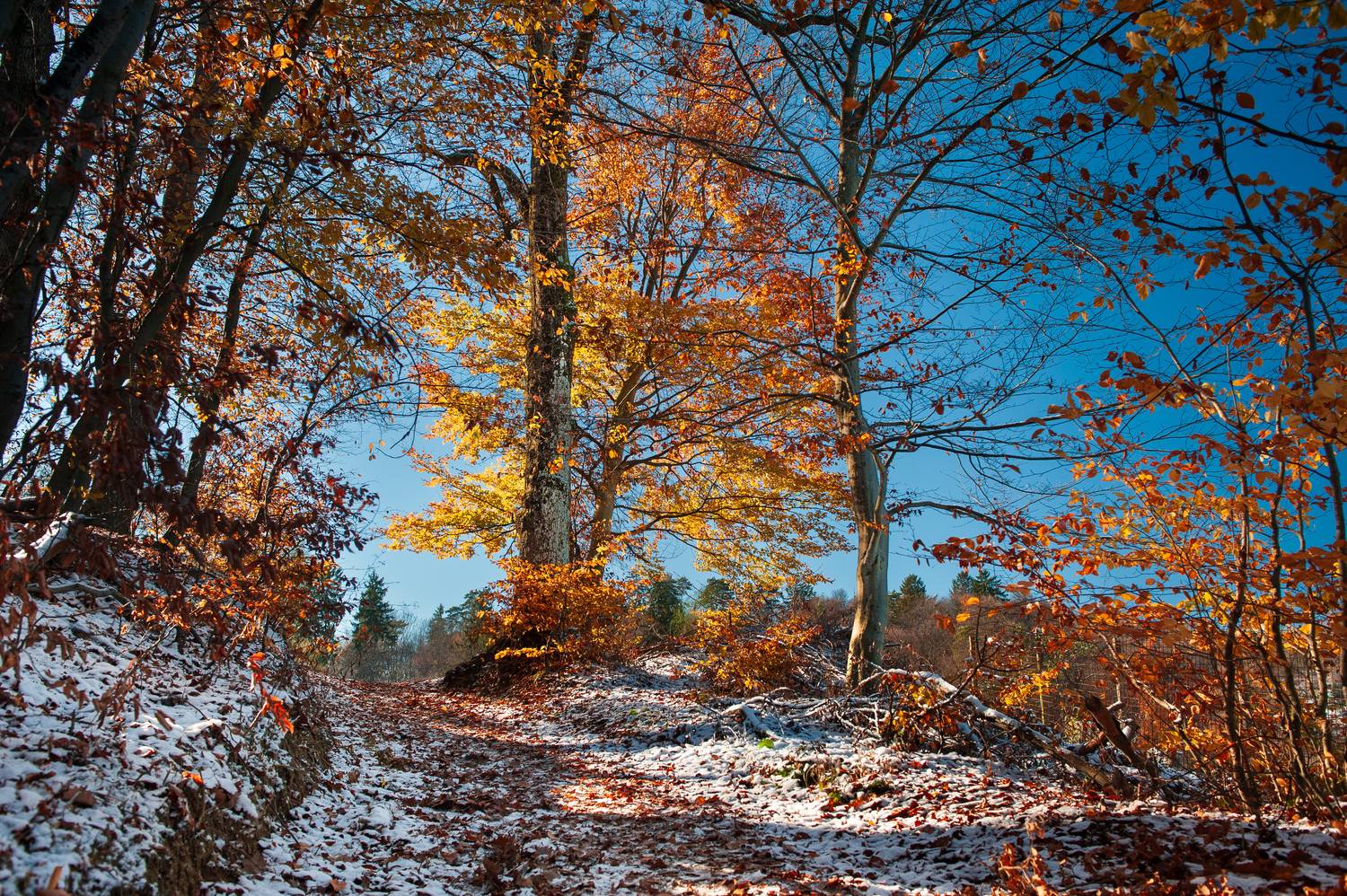 снег листья деревья небо солнце северный склон, Andrei