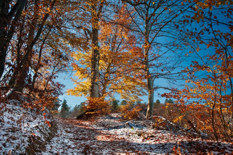 снег листья деревья небо солнце северный склон Северный склон фото превью