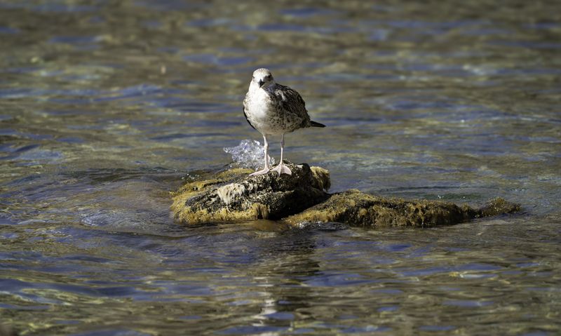 Россия, Крым, Севастополь, мыс Фиолент, Мраморная бухта, Яшмовый пляж, чайка, Черноморская чайка фото превью