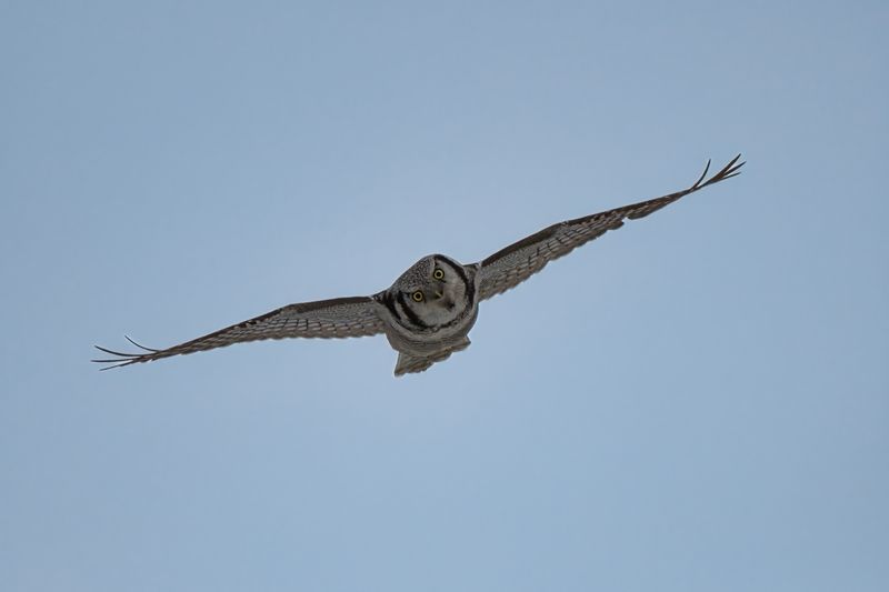 А может тебя съесть? фото превью