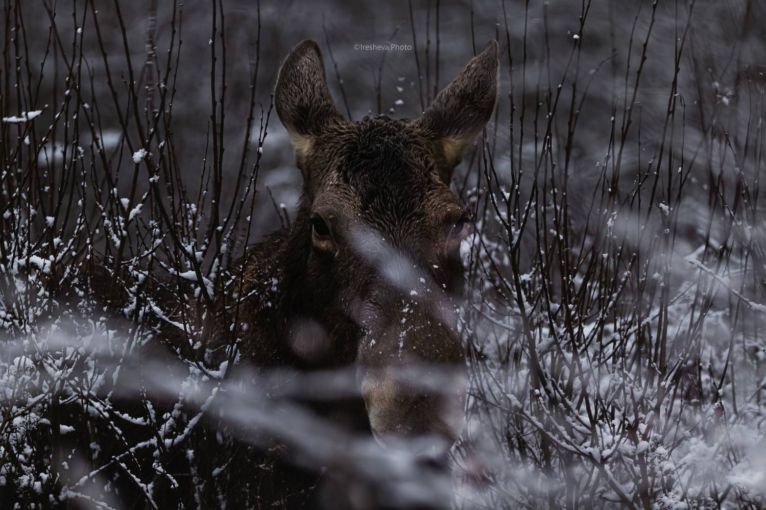 лось, Ирешева Мария