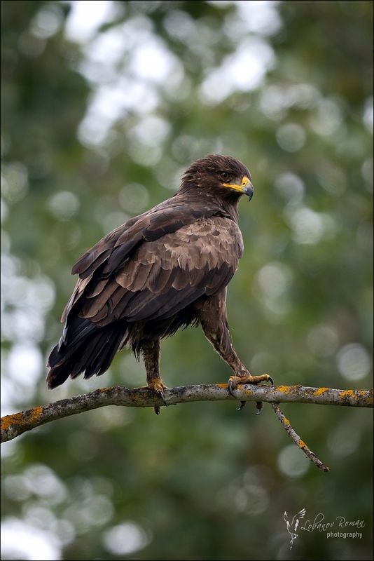 * * * фото превью