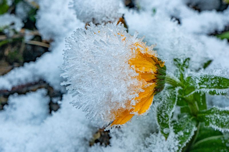 Первый снег фото превью