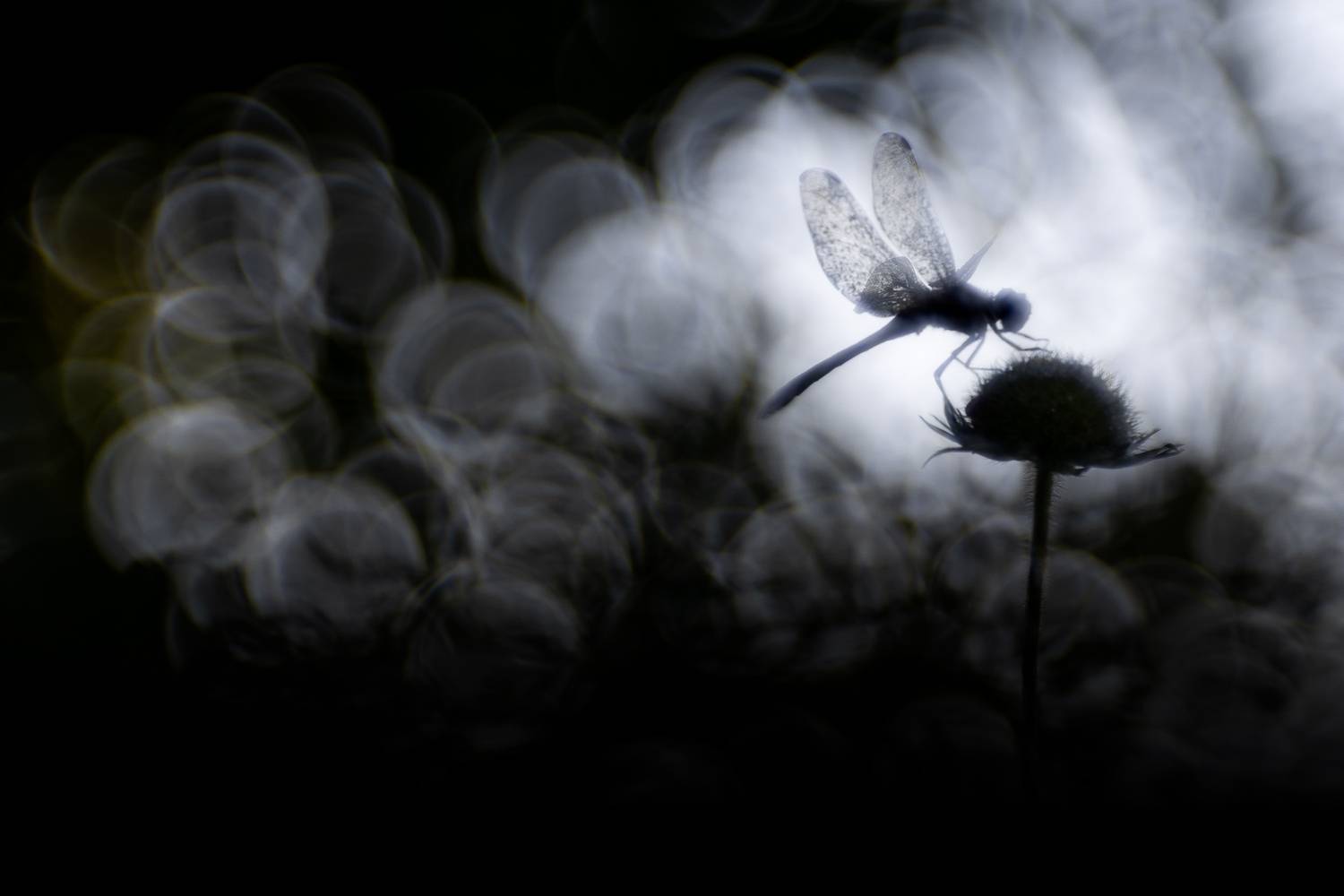 , Кузнецов Дмитрий