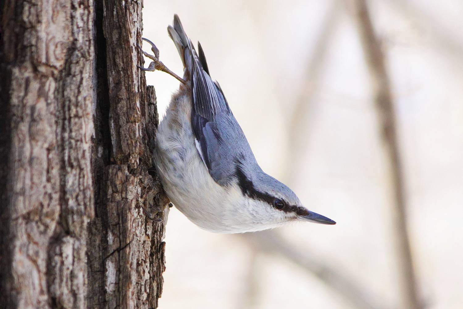 поползень, обыкновенный поползень, ямщик, sitta europaea, КарОл