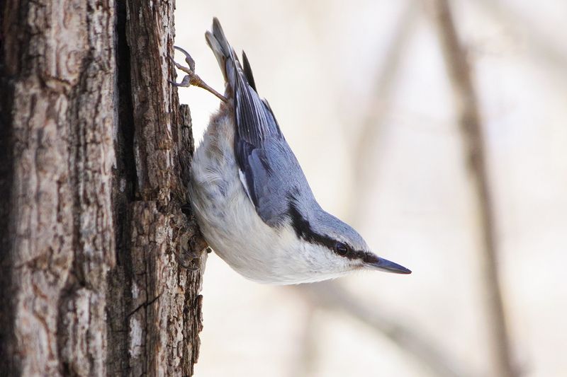 Поползень фото превью