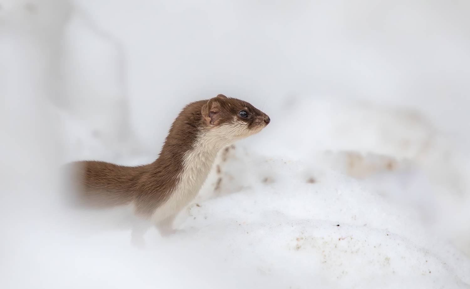 , Веревченко Михаил